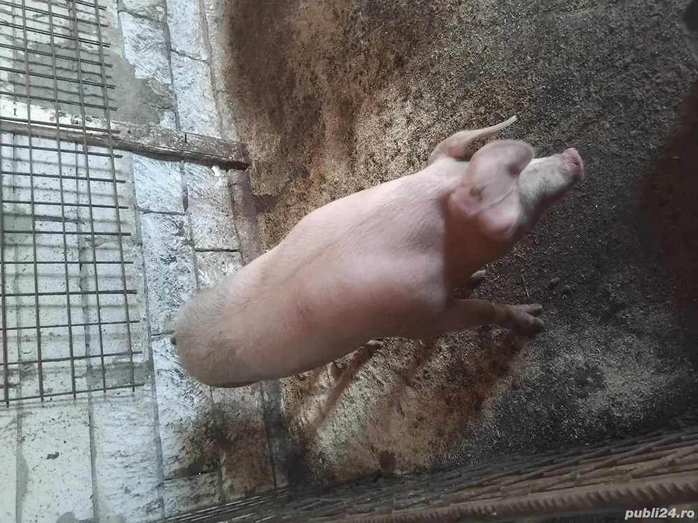 purcea de vanzare  purcea de vanzare