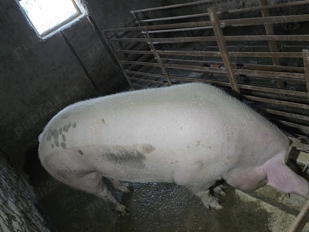 Porci 300+ kg, 300 kg si 200 kg de vanzare 