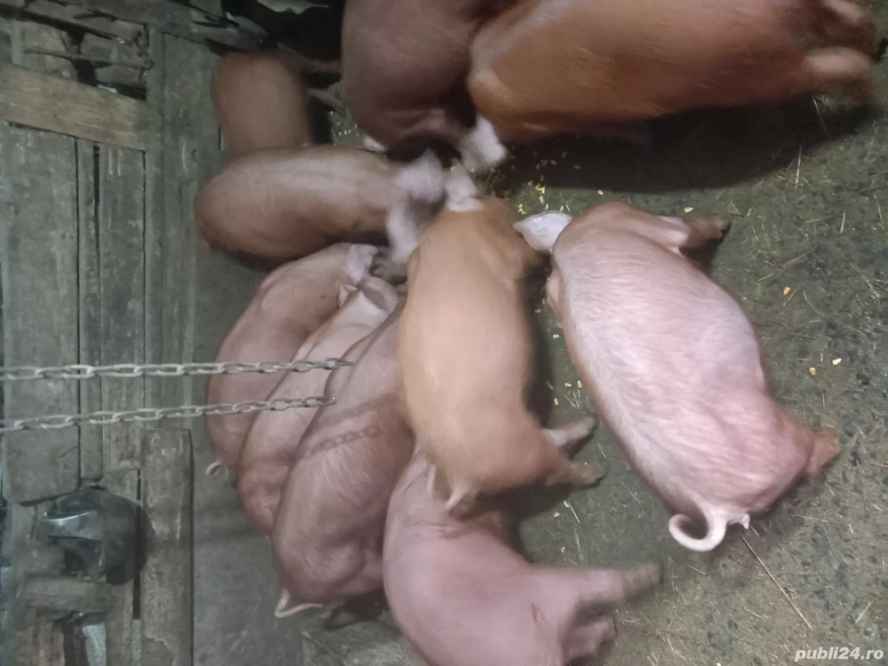 Vind Purcei Vind Purcei