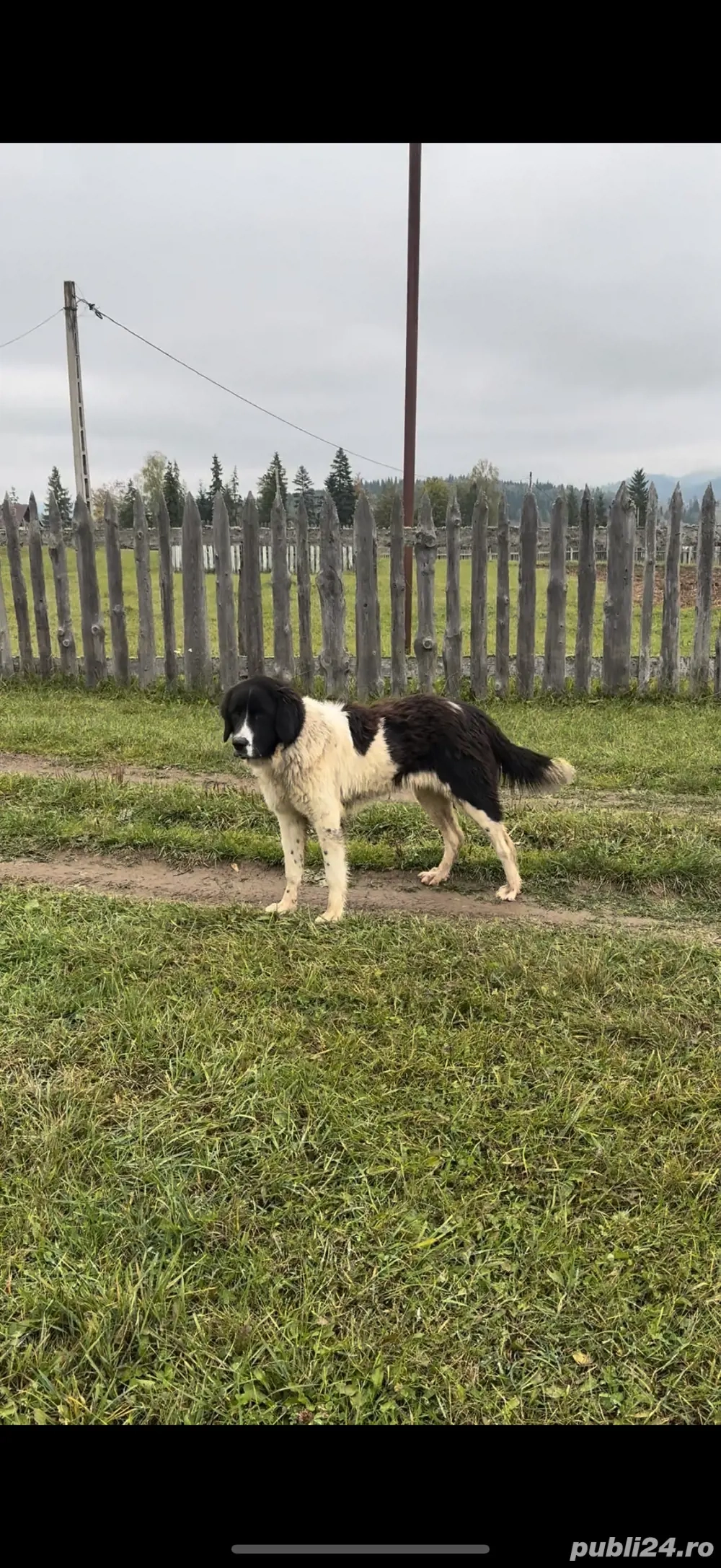 Femela ciobanesc de bucovina Femela ciobanesc de bucovina