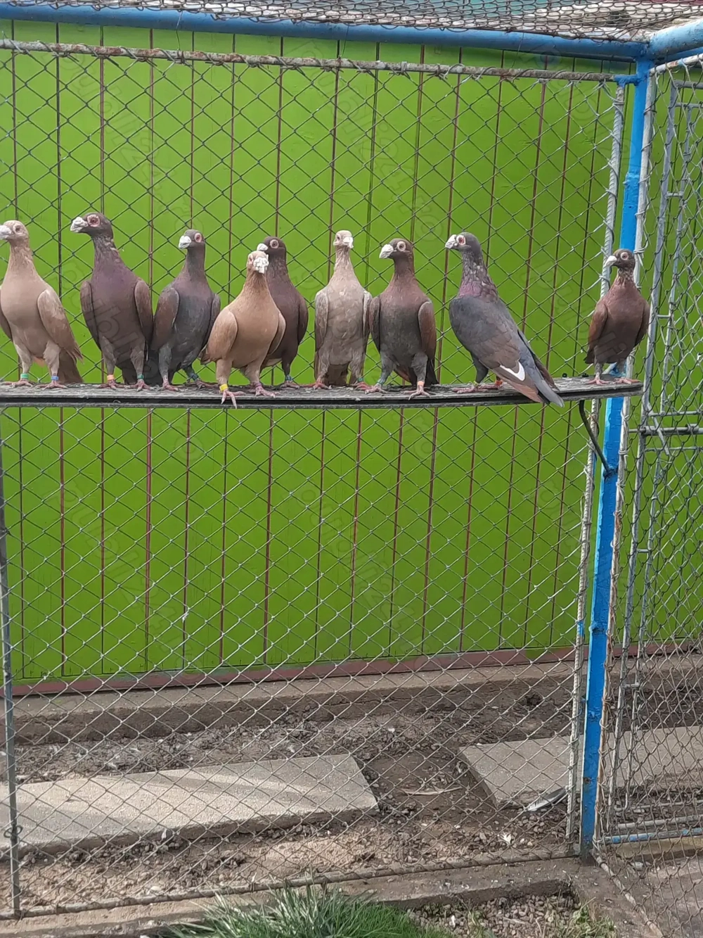 Porumbei de ornament