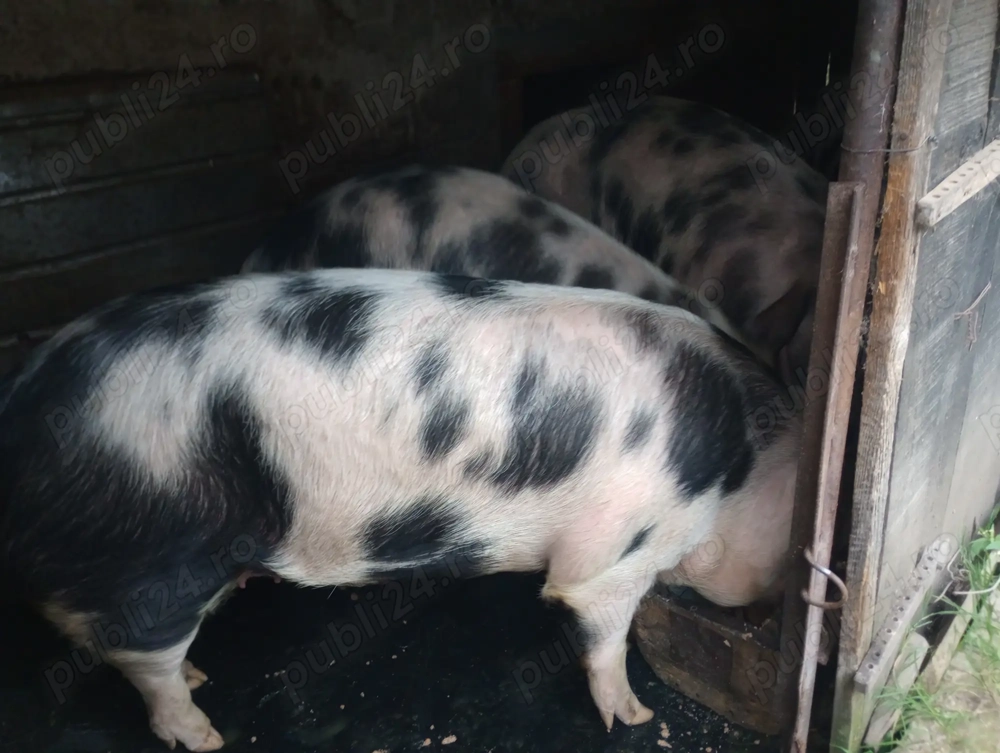 Vând porci de carne pietrean 