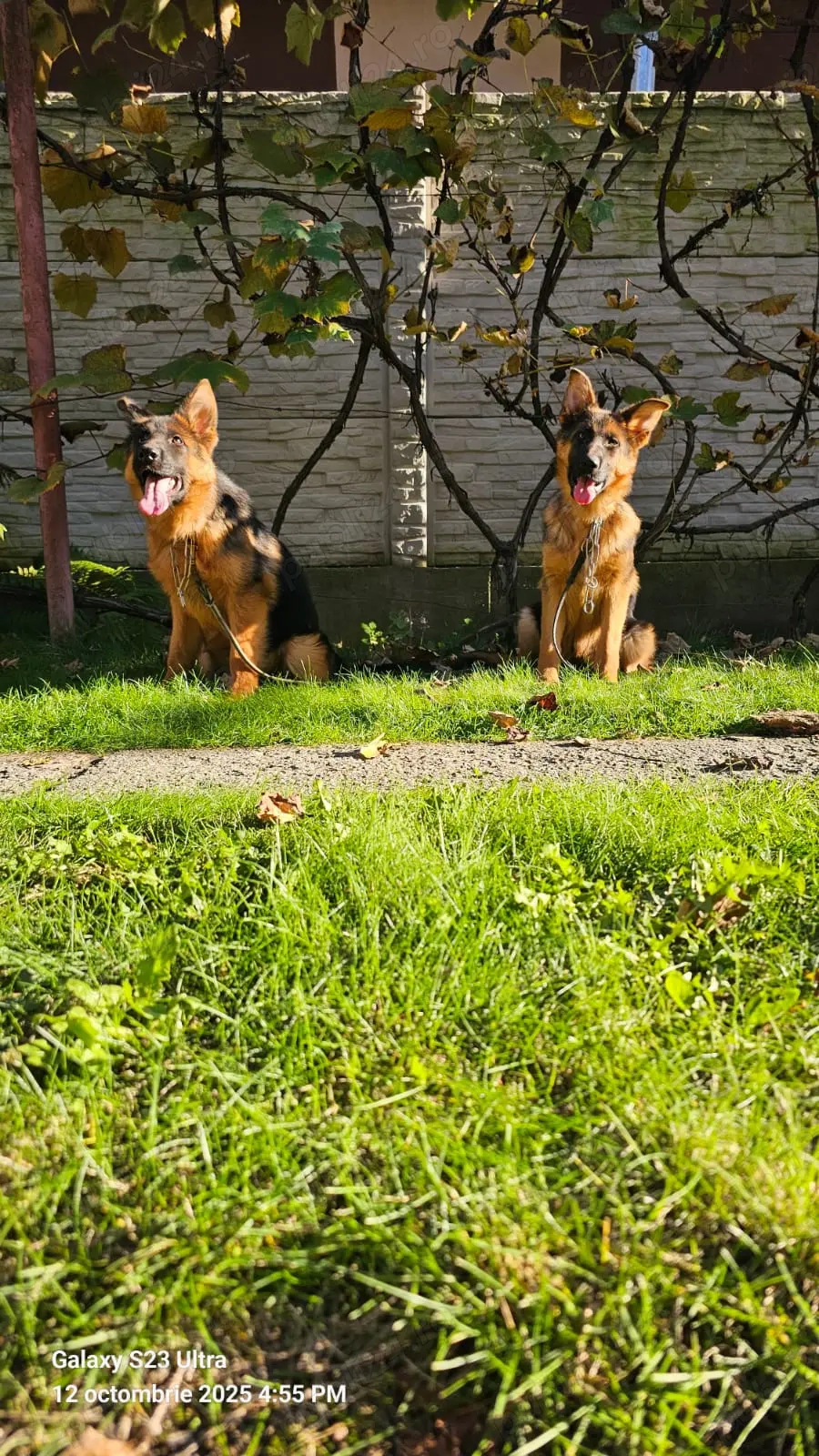  Femele ciobanesc german, 5 luni
