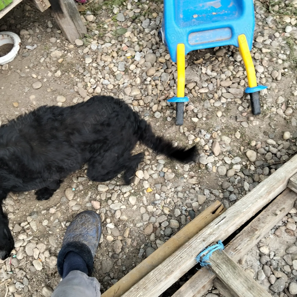 Vând 2 cățele de întors și latră și la bâtă 