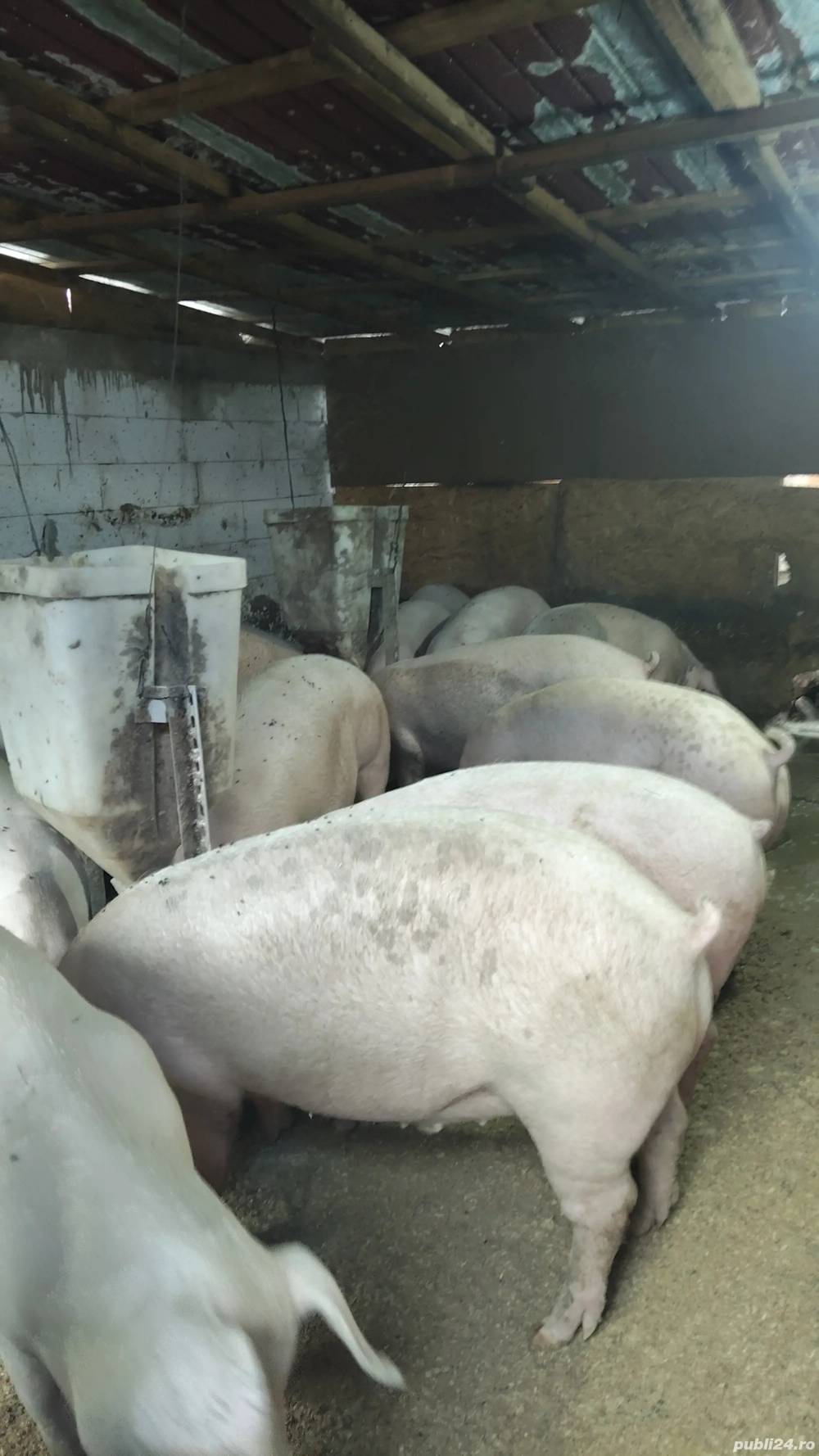 porcii de casa de vanzare creacuti cu cereale  porcii de casa de vanzare creacuti cu cereale