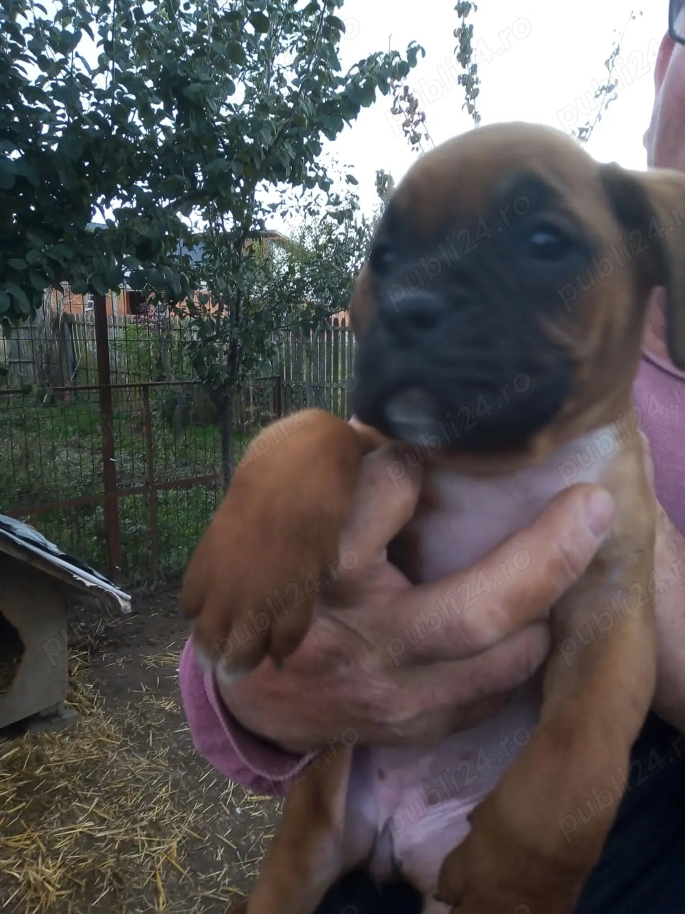 Vand pui BOXER german