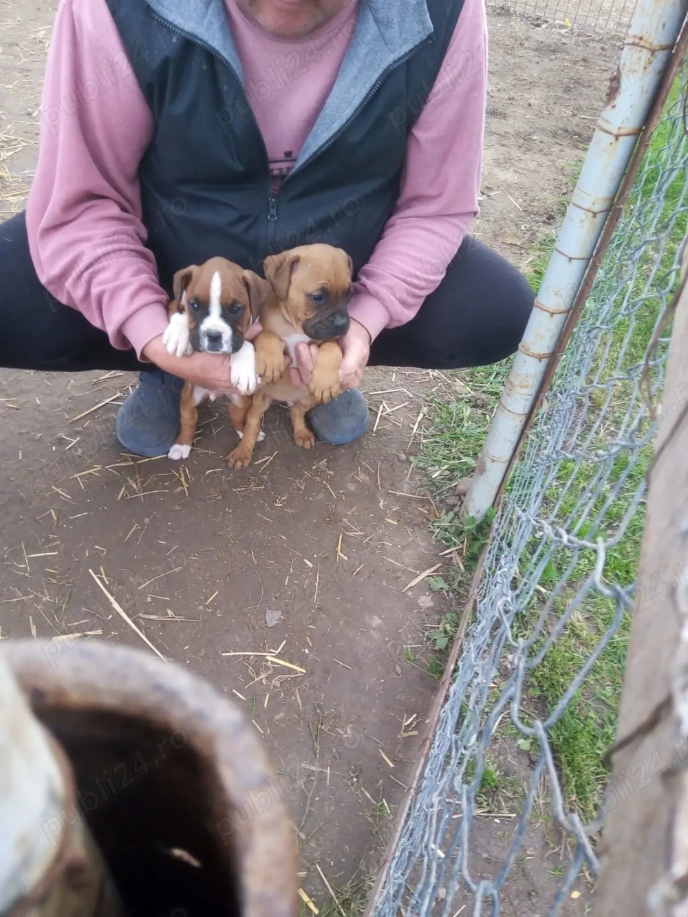 Vand pui BOXER german