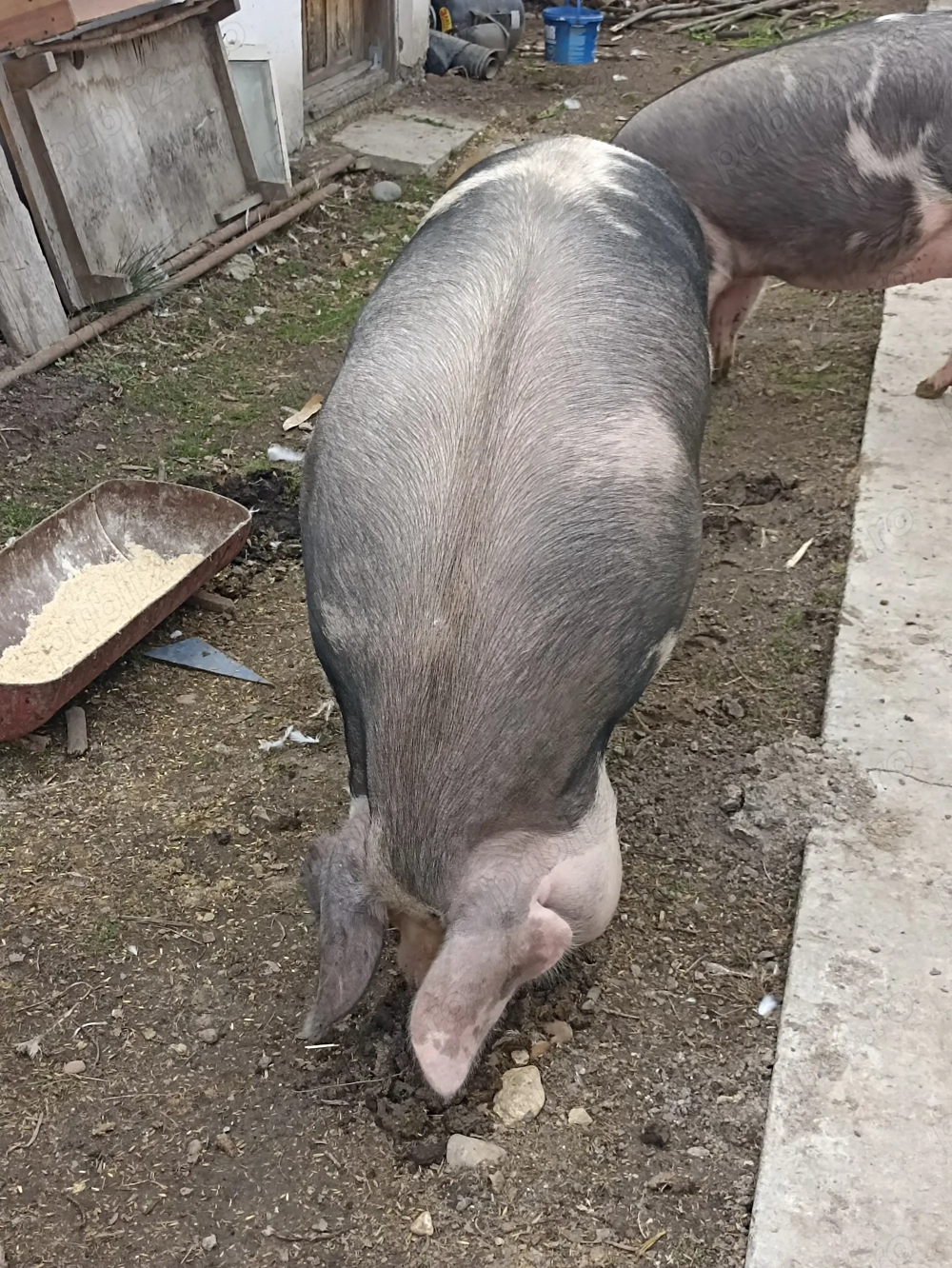 Porci in Albeni