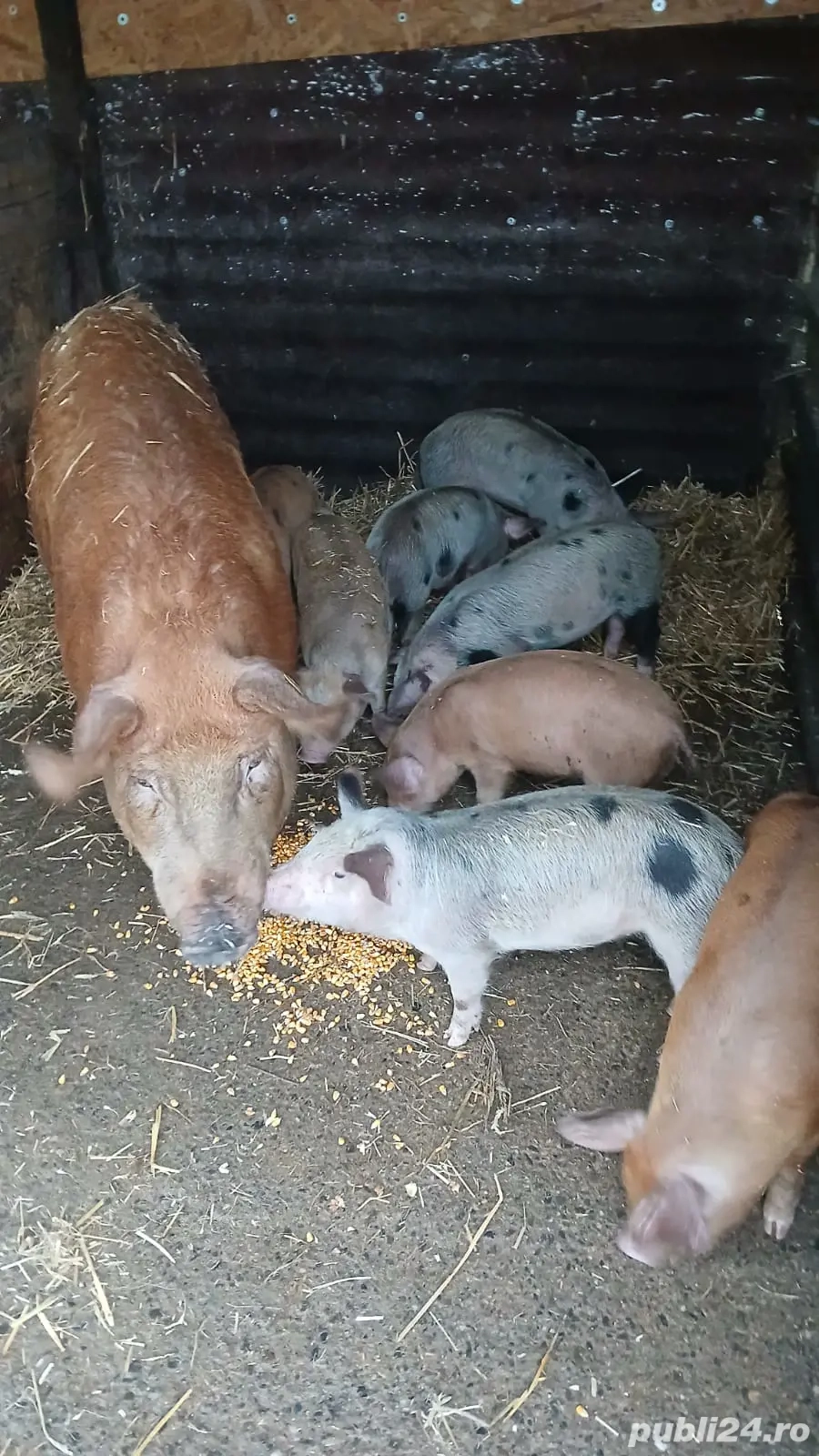 vand purcei vand purcei