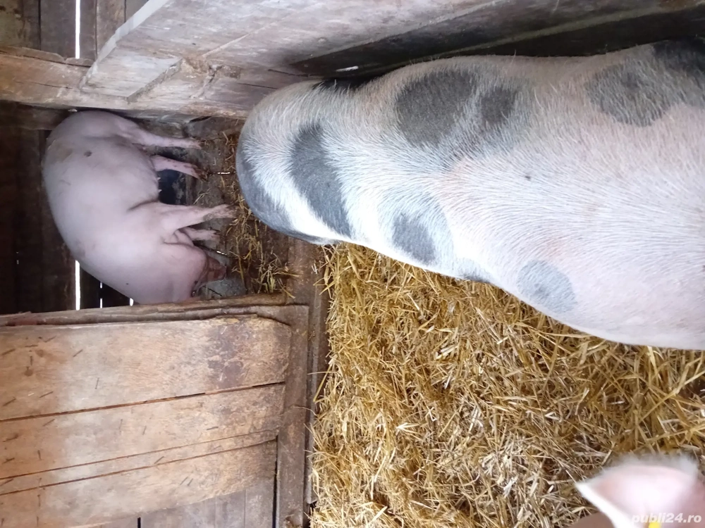 Porc gras de vanzare  Porc gras de vanzare