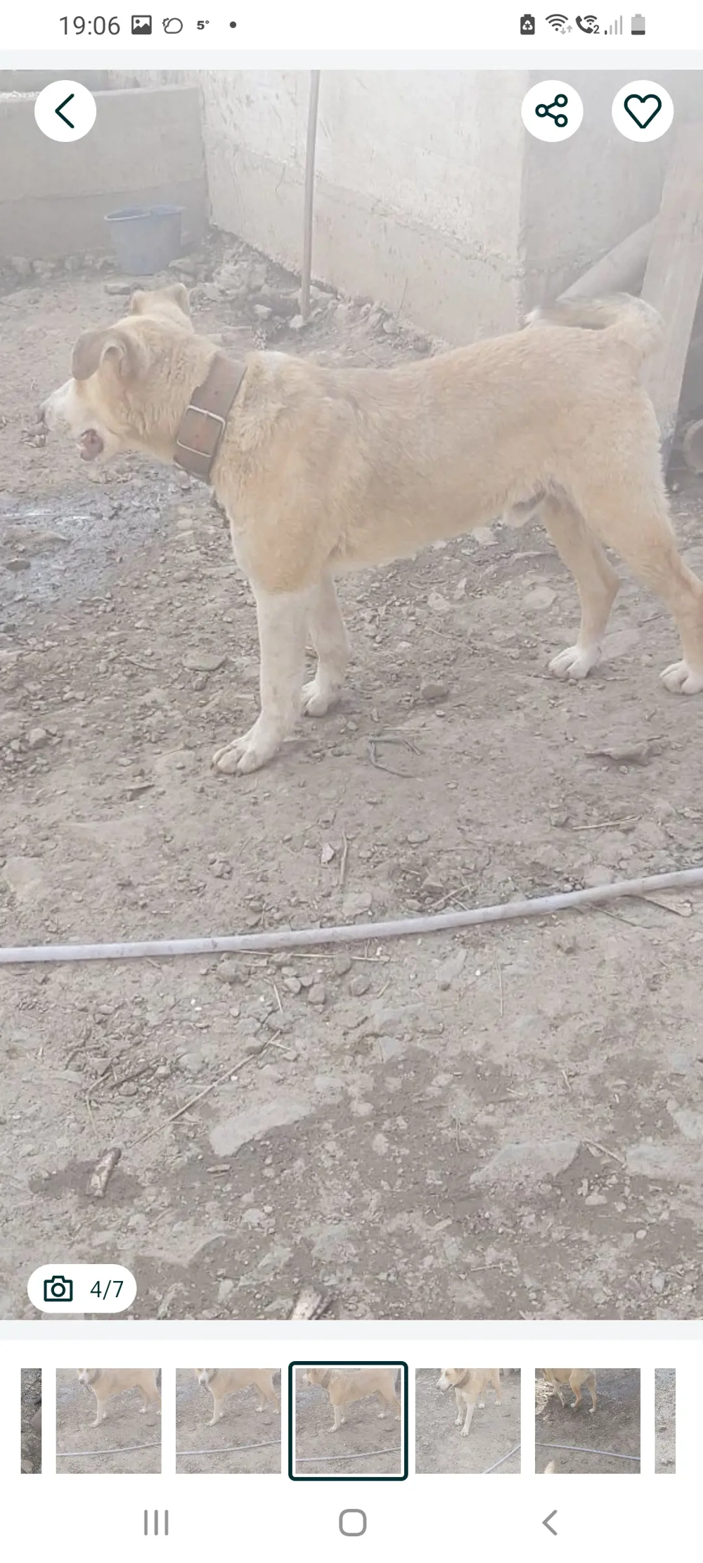 Vand catel  Vand catel