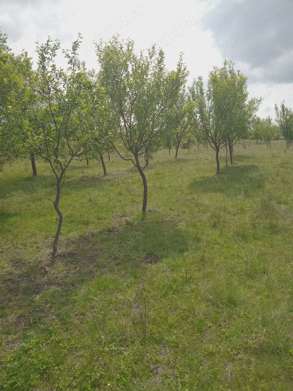 Vand livada de pruni in judetul Cluj