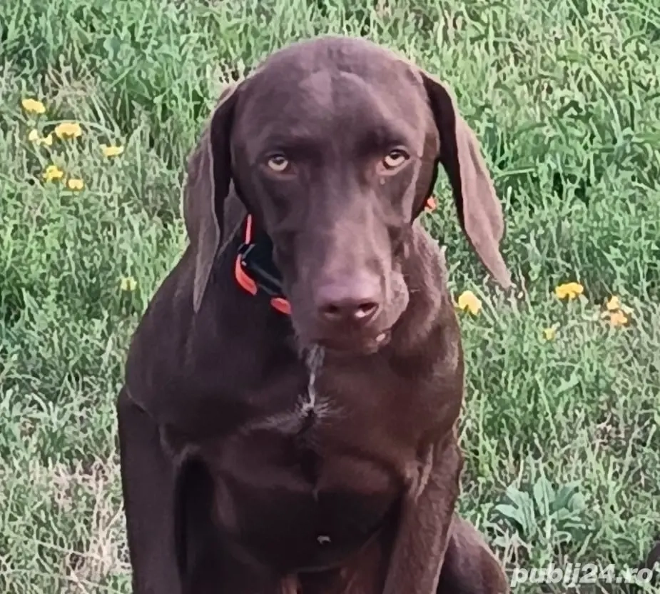 Mascul brac german Mascul brac german