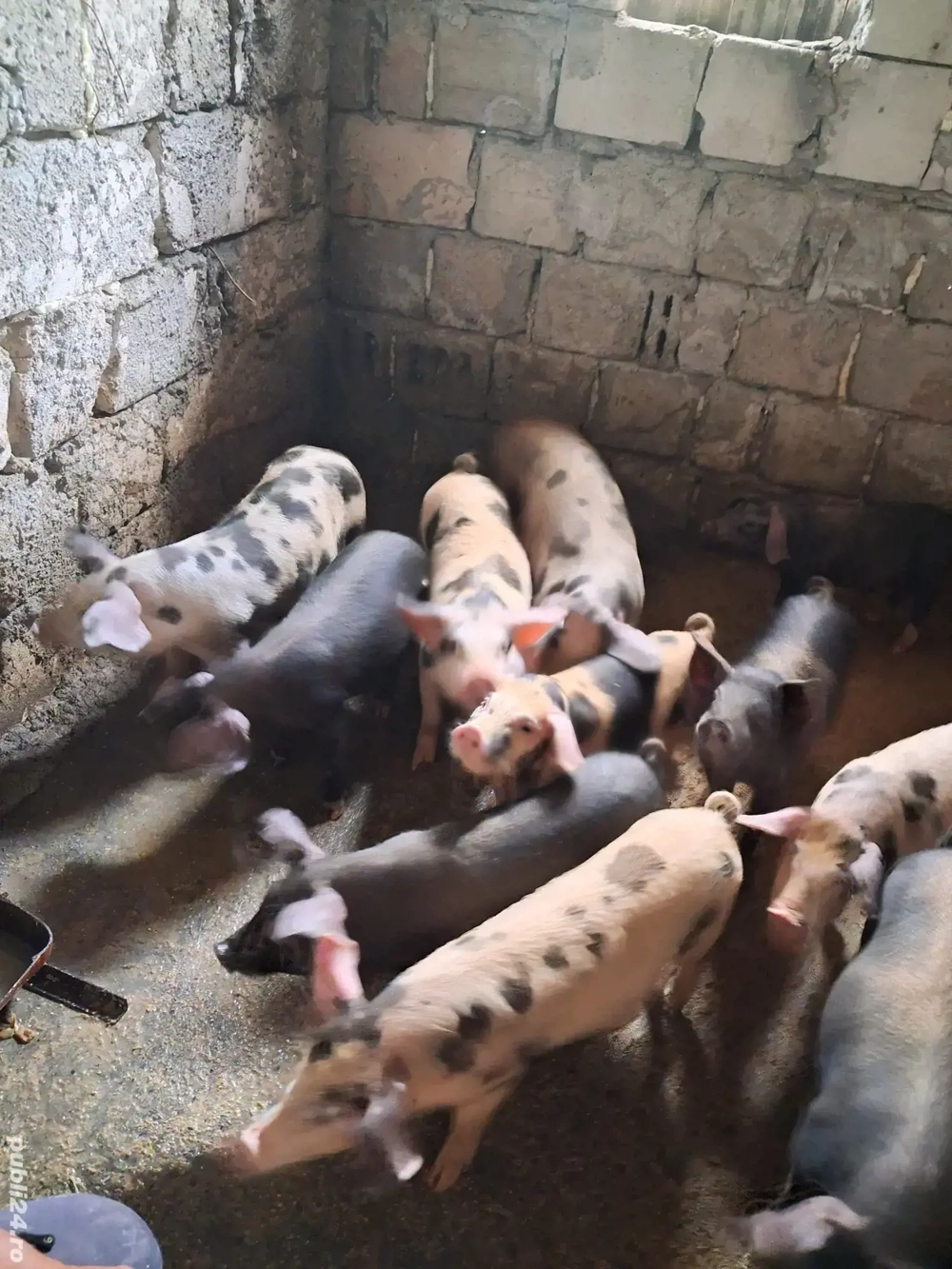 vand purcei vand purcei