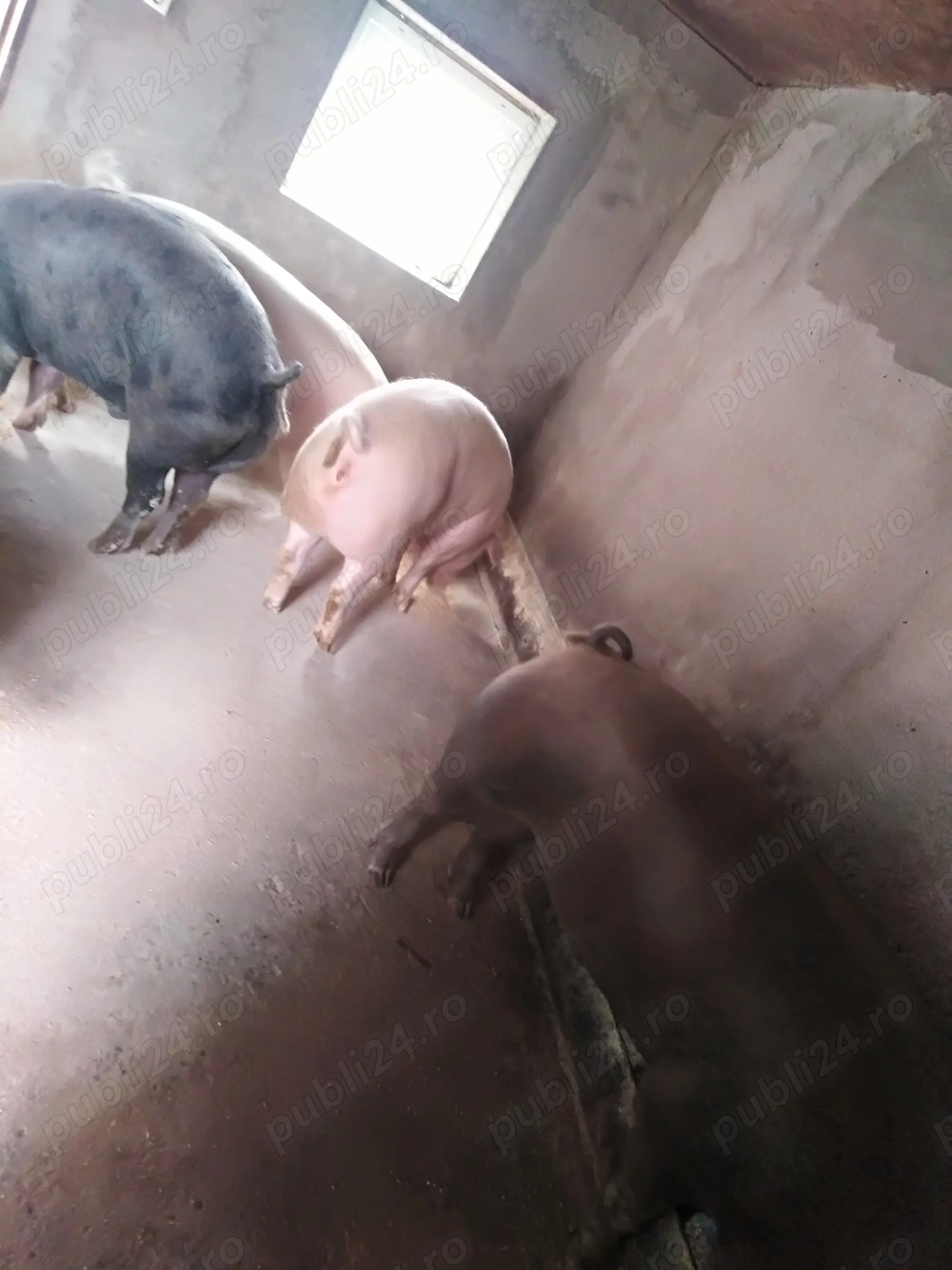 Porci crescuți natural