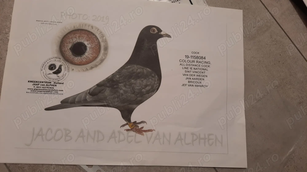 Porumbei voiajori culori rare,cu pedigree