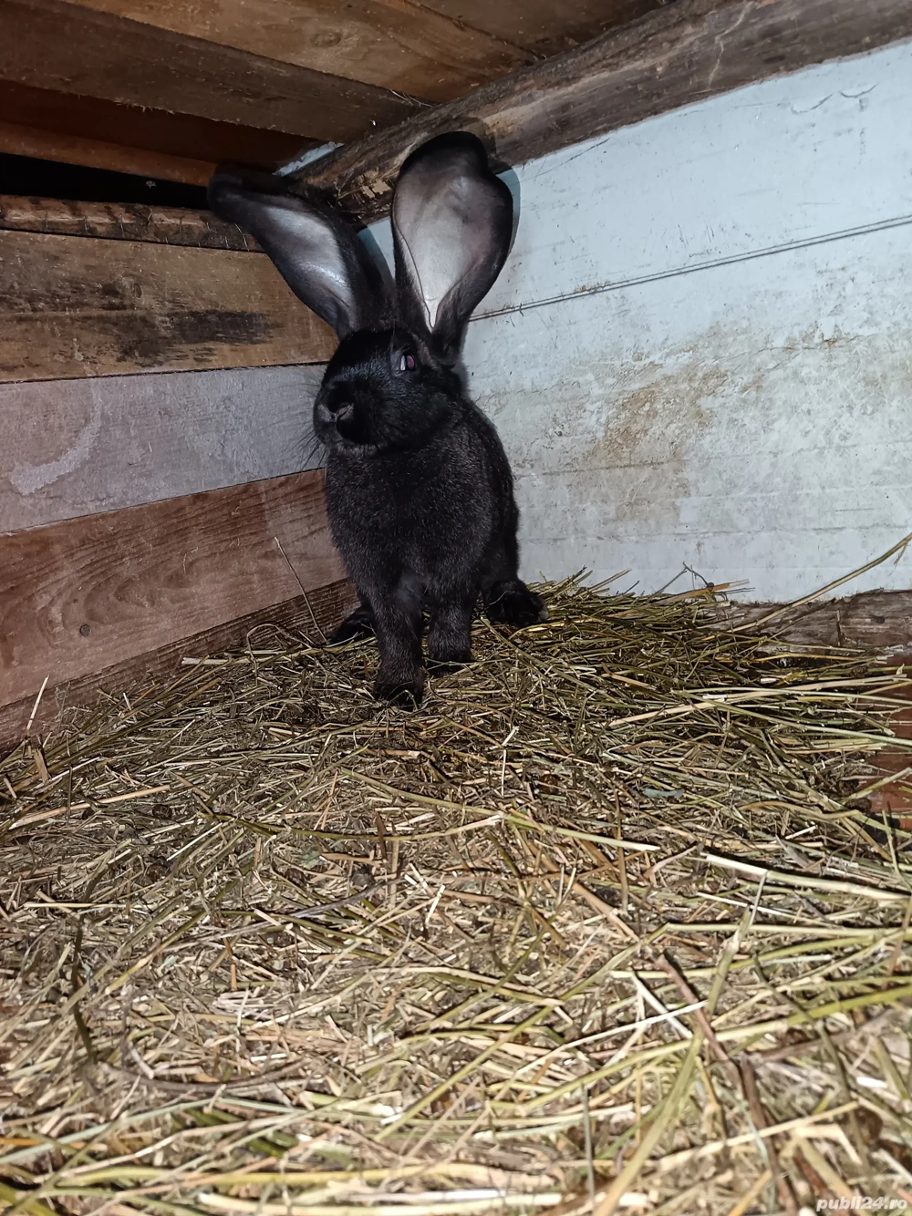 Vand mascul urias german Vand mascul urias german