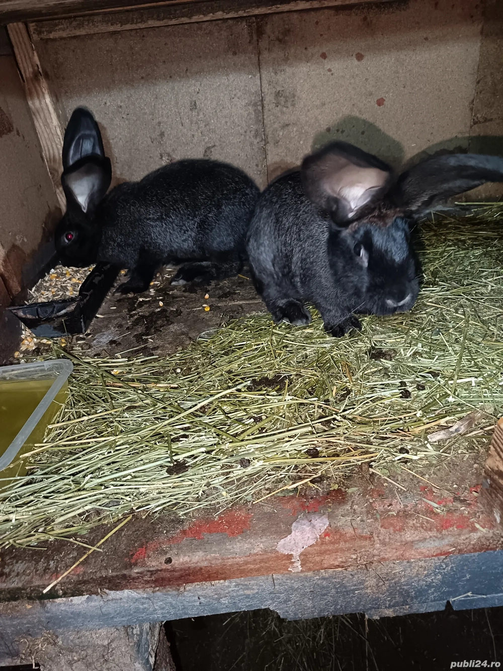 Vand doua femele urias german 