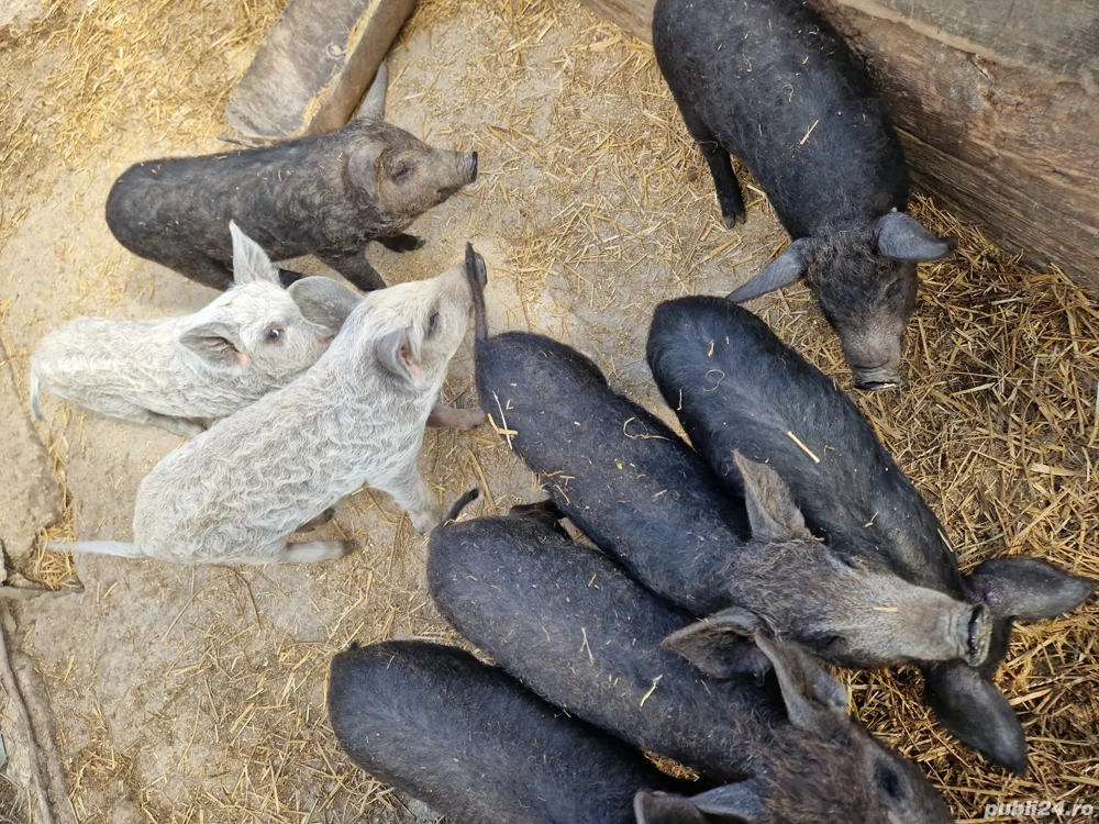 Vând purcei mangalita 