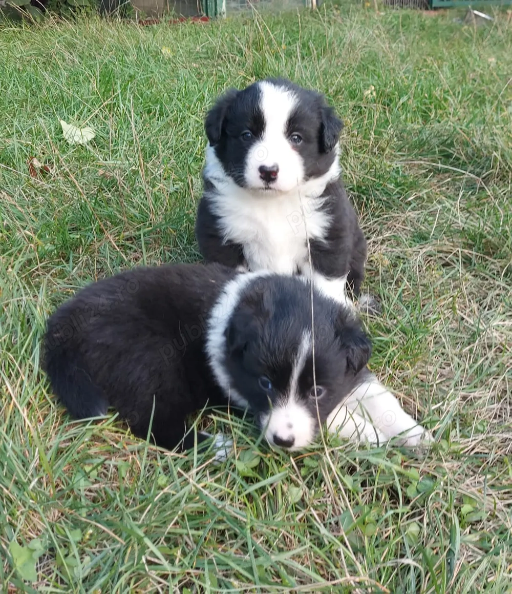 Vand catei border collie iasi