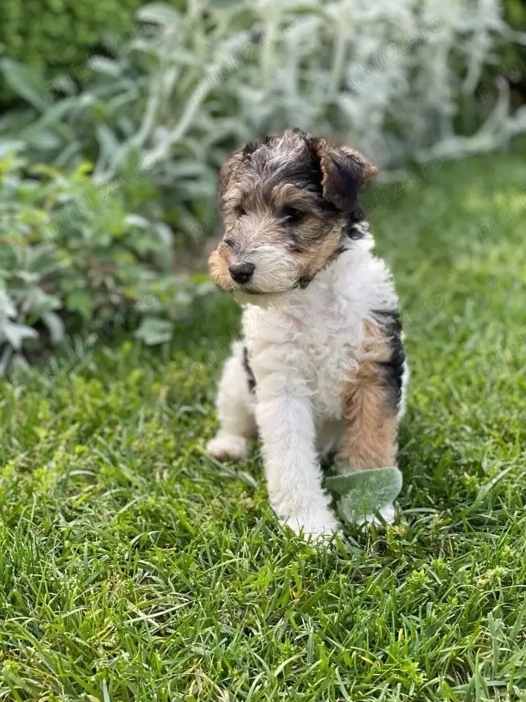 Fox Terrier sarmos