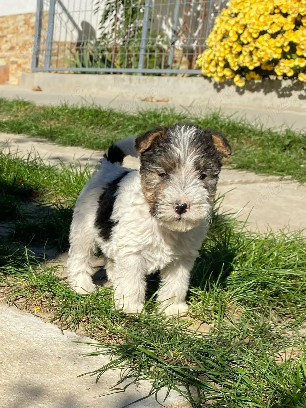 Fox Terrier sarmos 