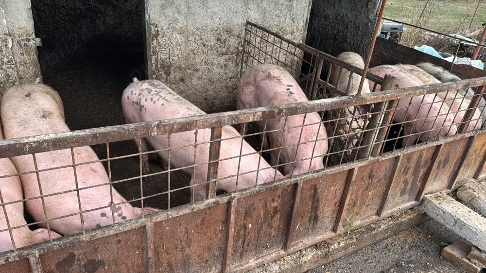 Porci pentru Crăciun bio crescut 130kg 