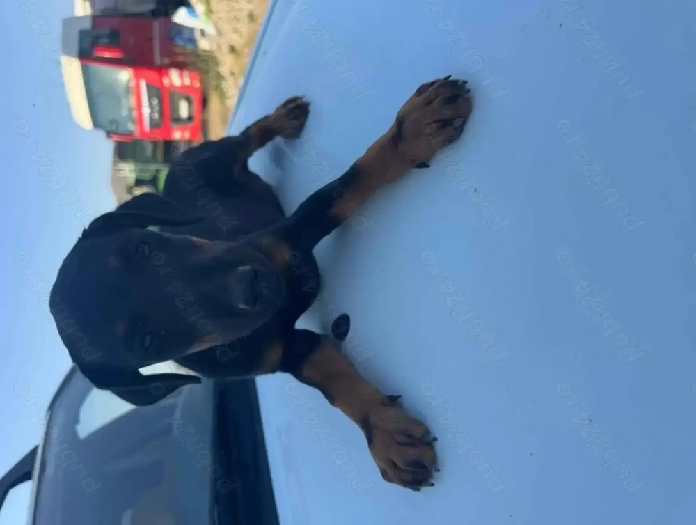 Pui Jack terrier deparazitati  Pui Jack terrier deparazitati