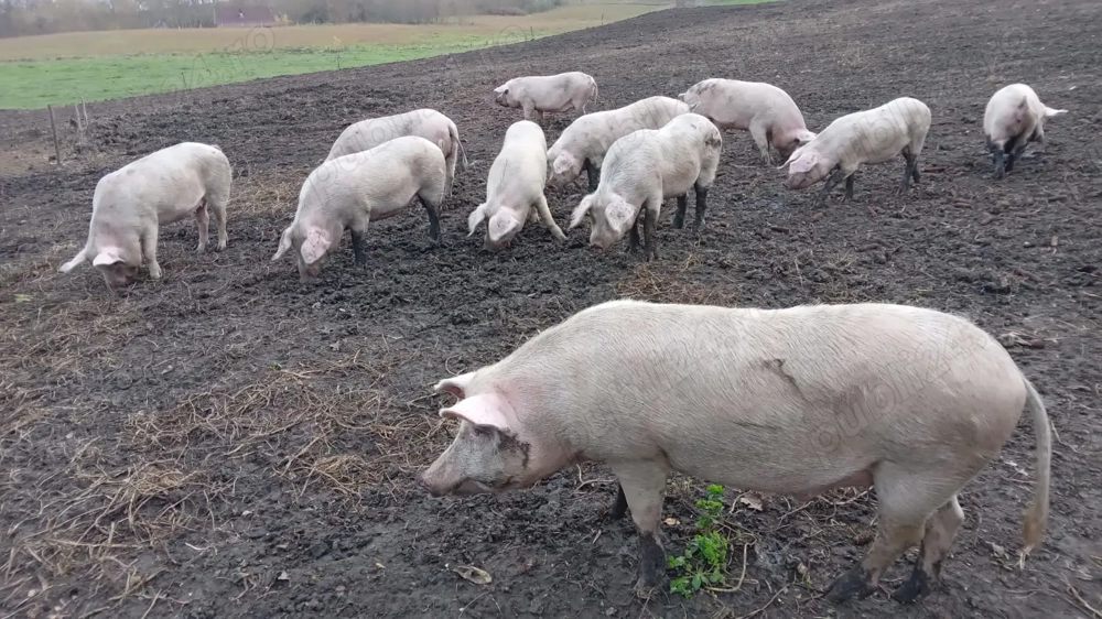 Porci de vânzare Porci de vânzare