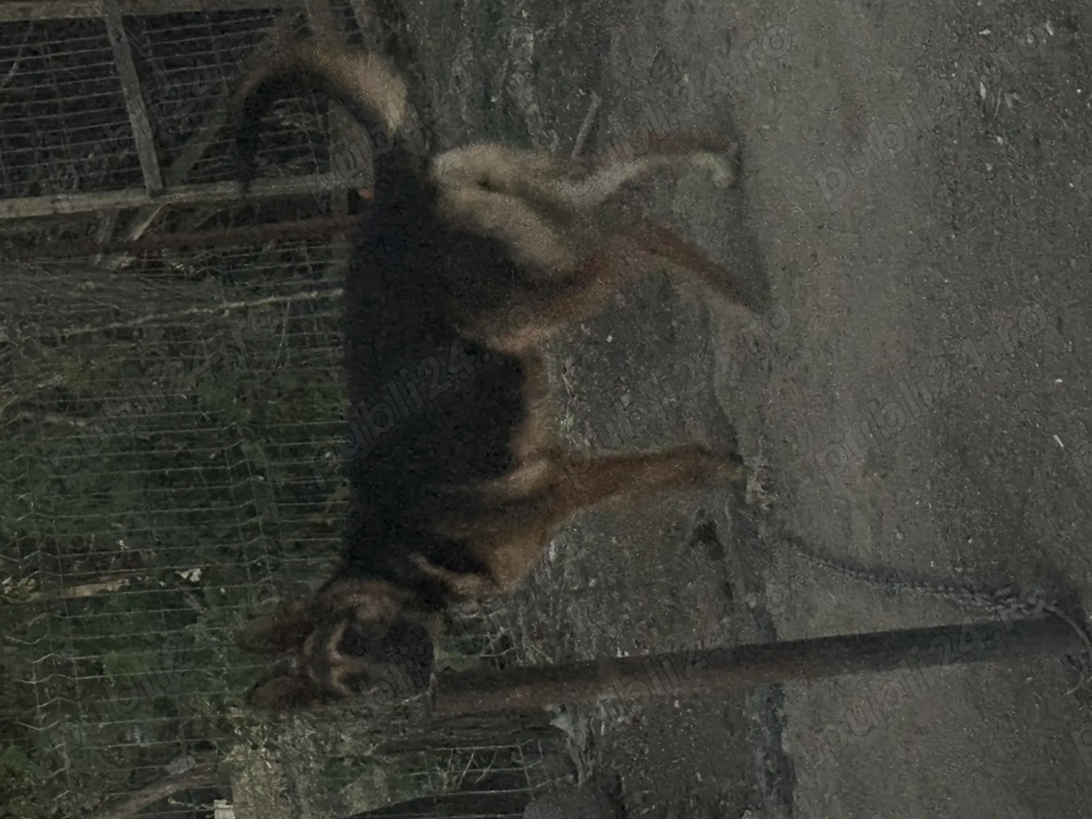 Vând cățea ciobănesc german  Vând cățea ciobănesc german