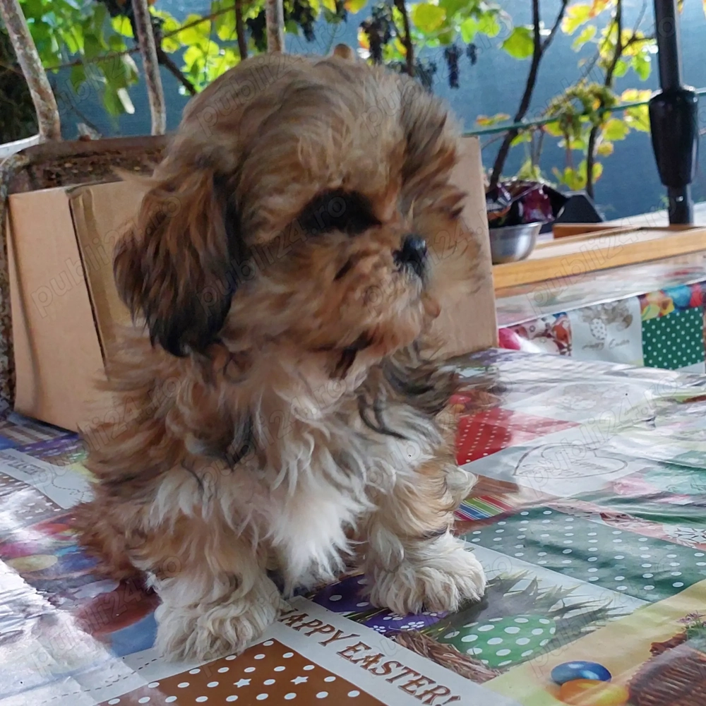 Femela shih tzu de vanzare!   Femela shih tzu de vanzare!