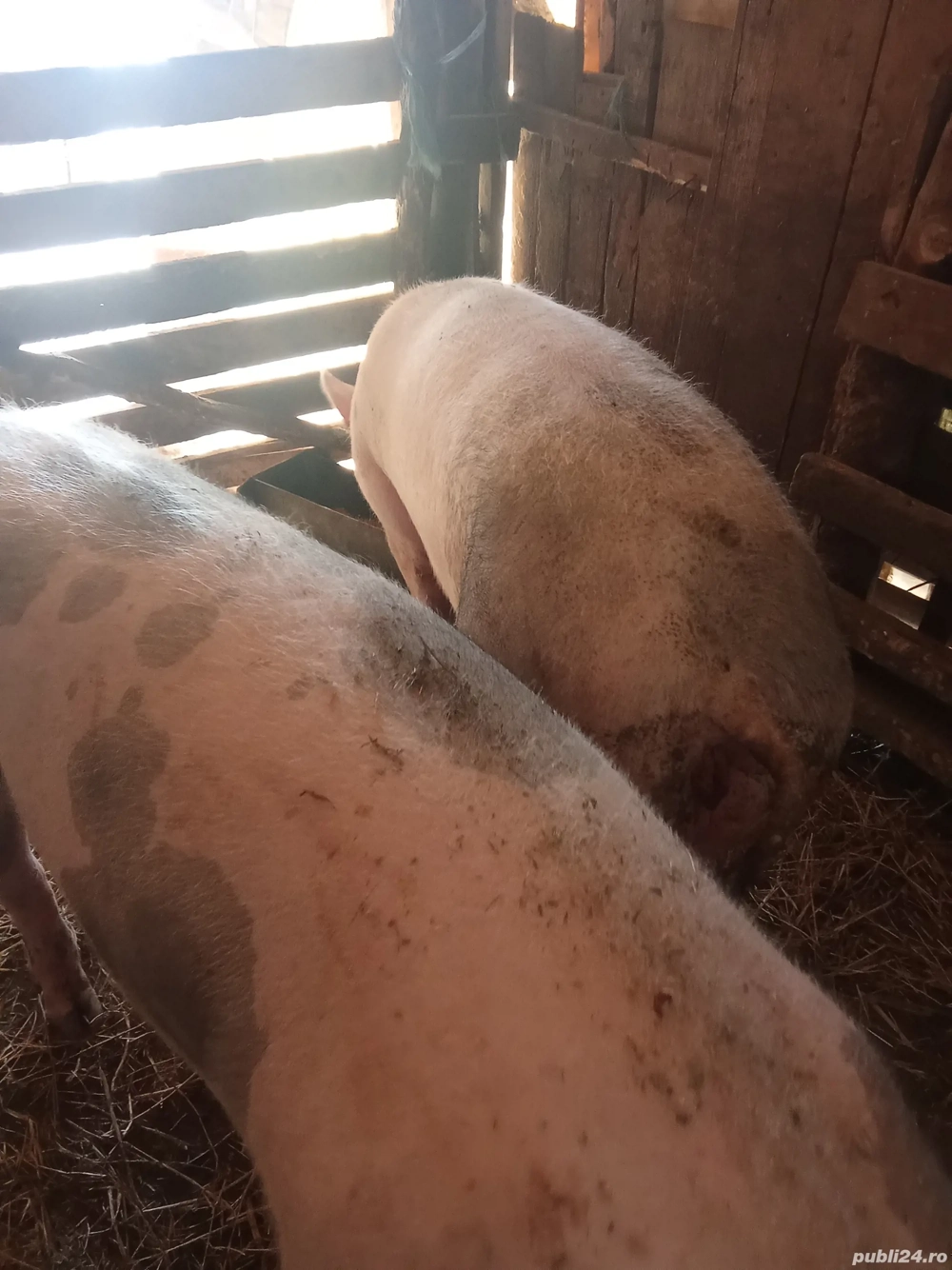 Pentru sacrificare  Pentru sacrificare