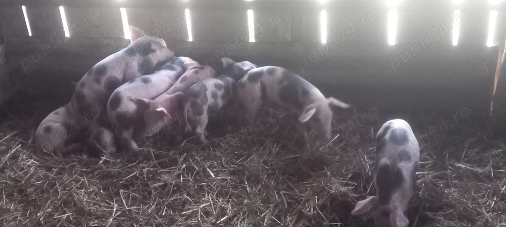 Purcei de carne 6 săptămâni 