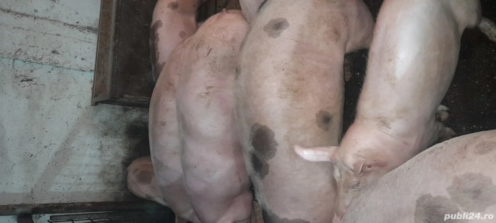 porci pietran cu pic 