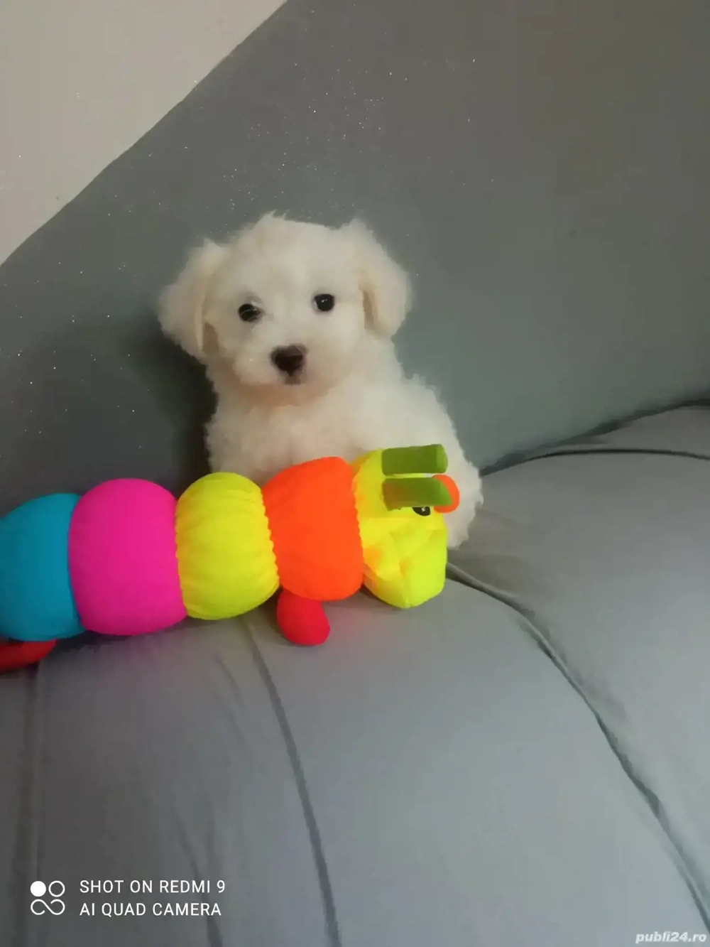 Bichon maltez alb  Bichon maltez alb