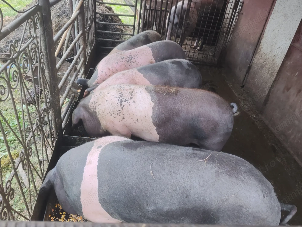 Vând porci crescuți în gospodărie 