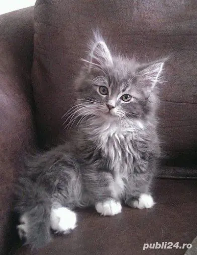 norvegiană de padure