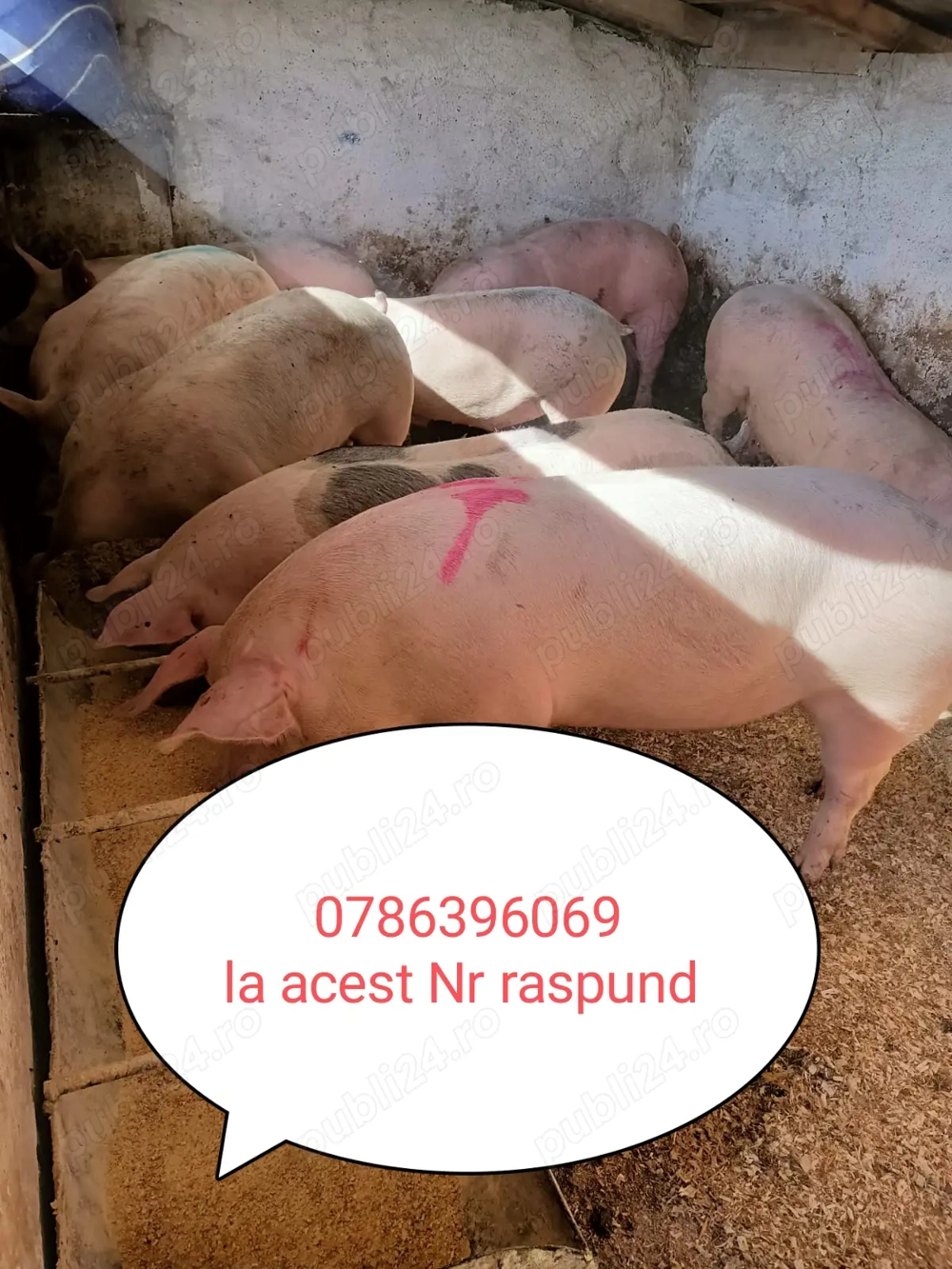 Vând porci de carne 