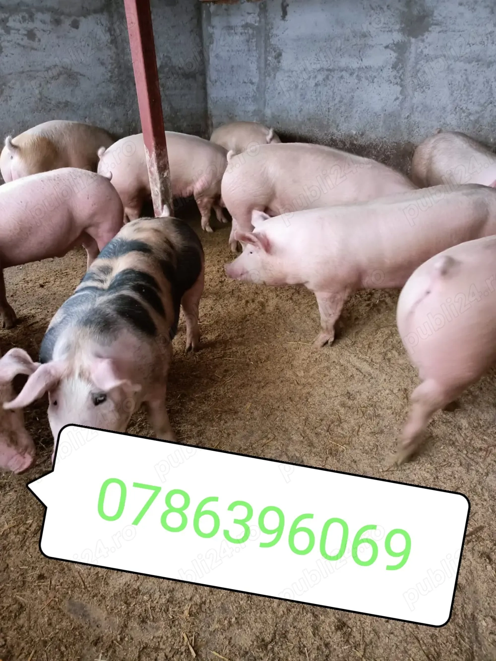 Vând porci de carne  Vând porci de carne