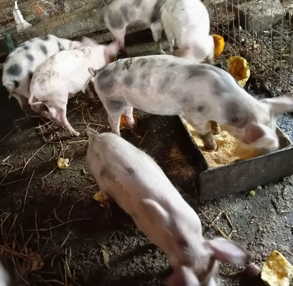 Vand purcei Pietrain