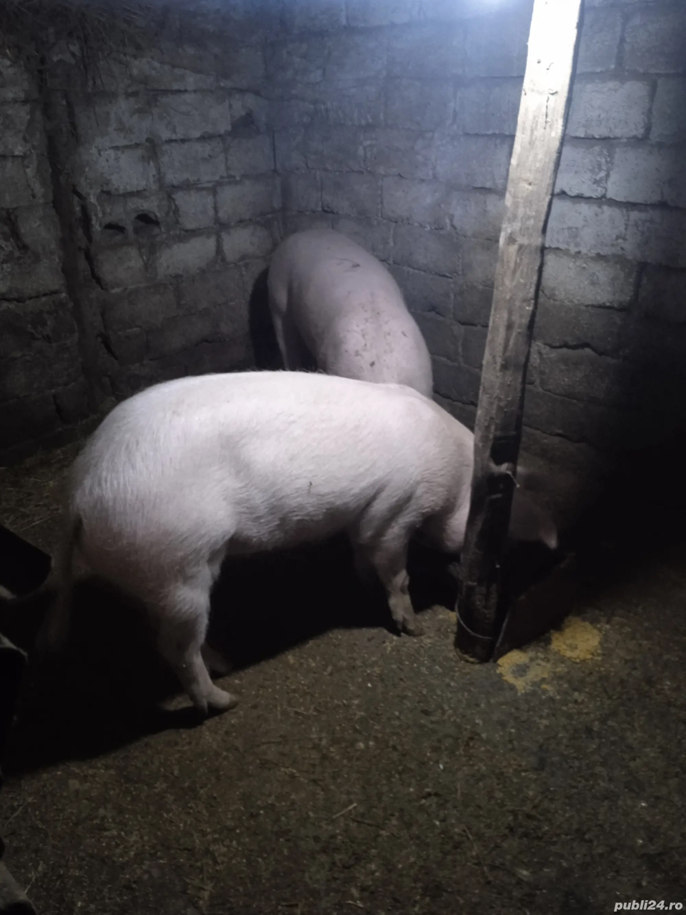 vand porci vand porci