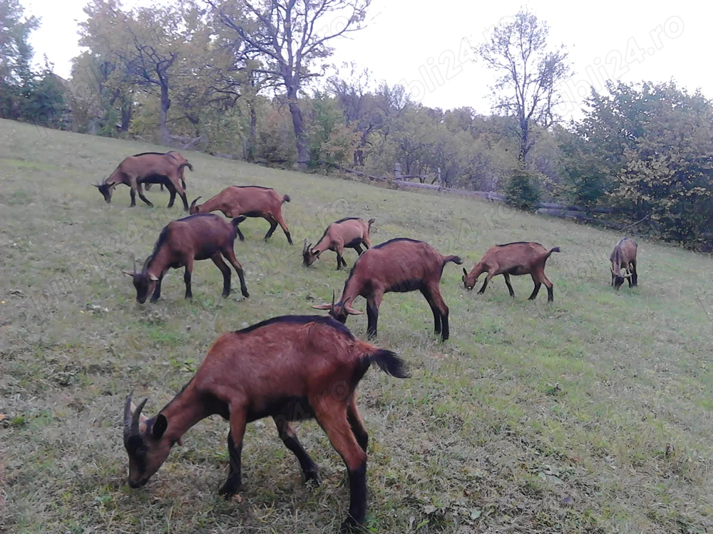   Vand iede alpina franceza