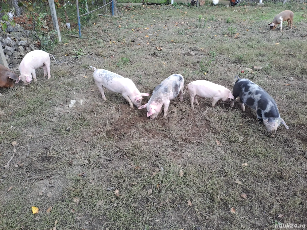 purcei 10 saptamani  purcei 10 saptamani