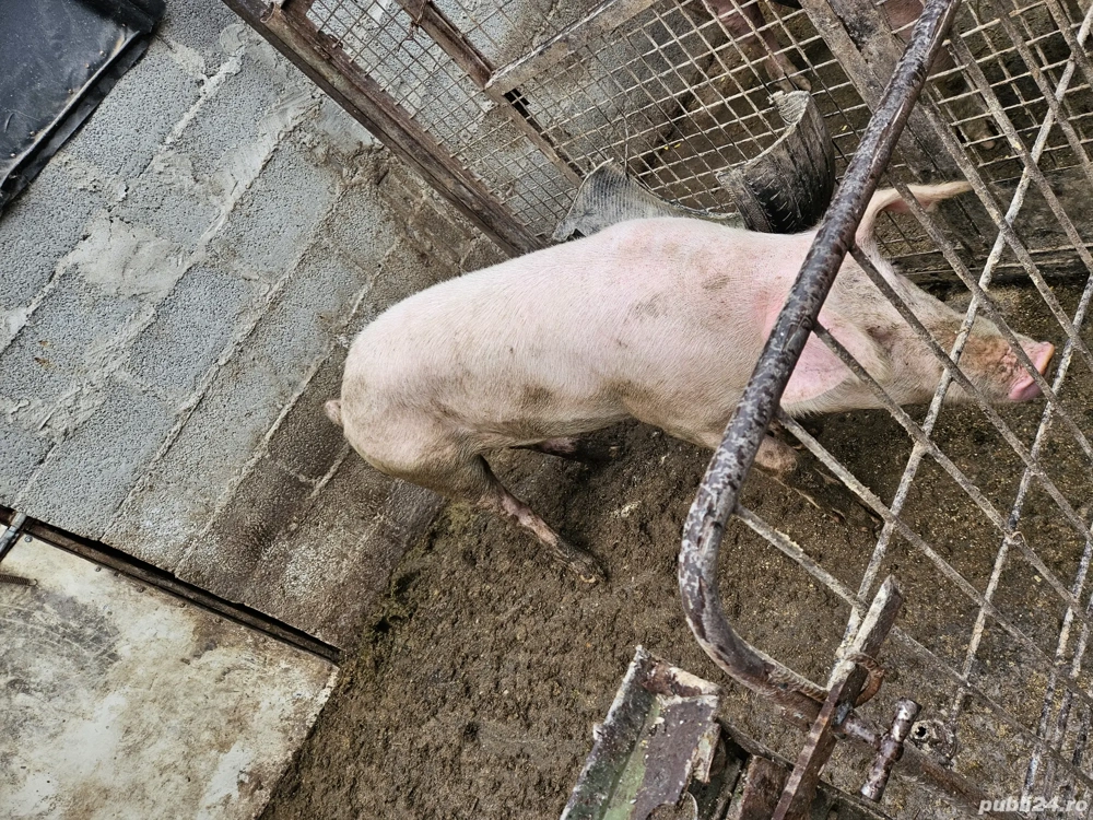 scroafa pietrain  scroafa pietrain