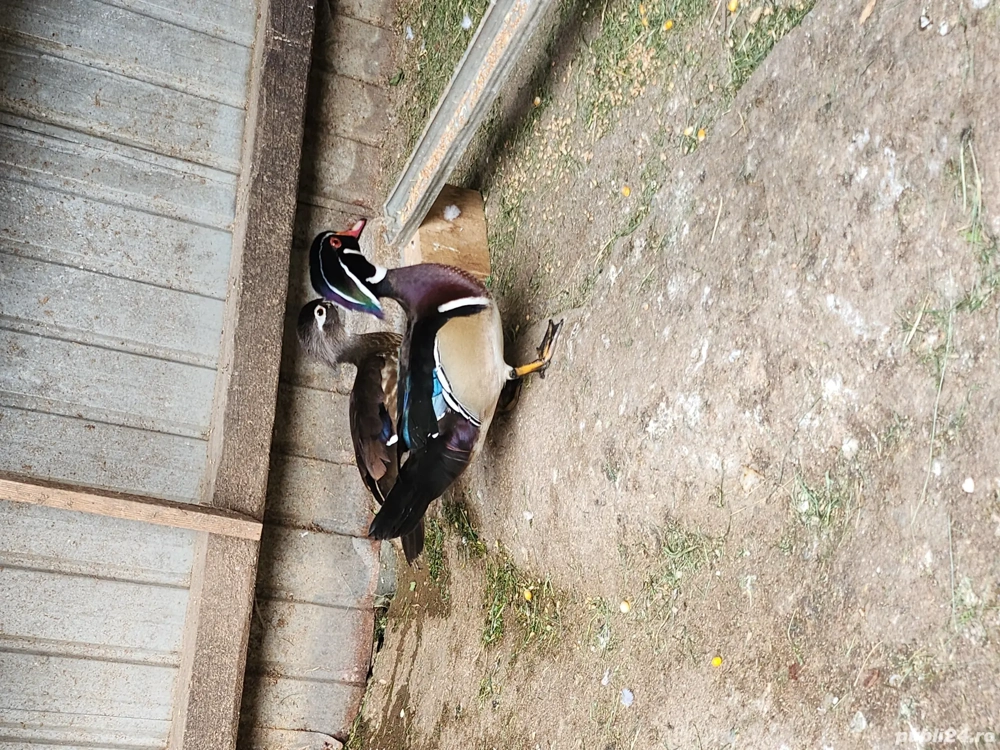 Rațe Caroline  Rațe Caroline