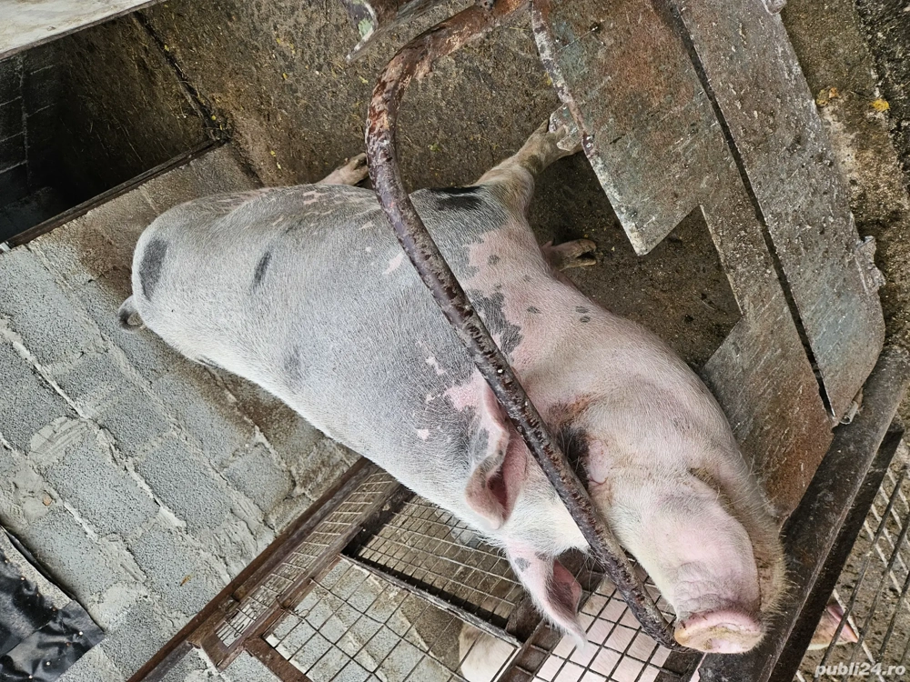 purcica rasa pietrain  purcica rasa pietrain