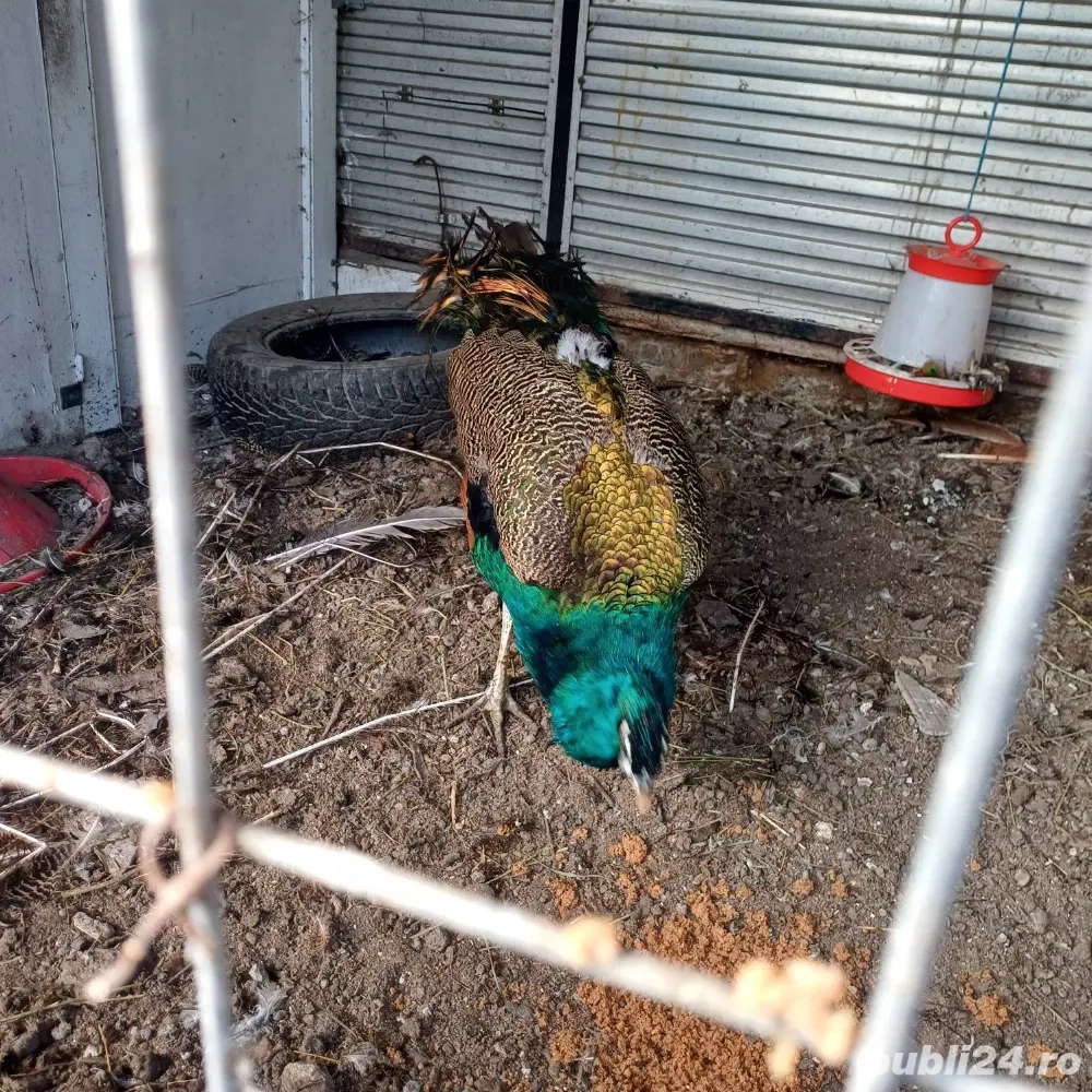 vinzare paun vinzare paun