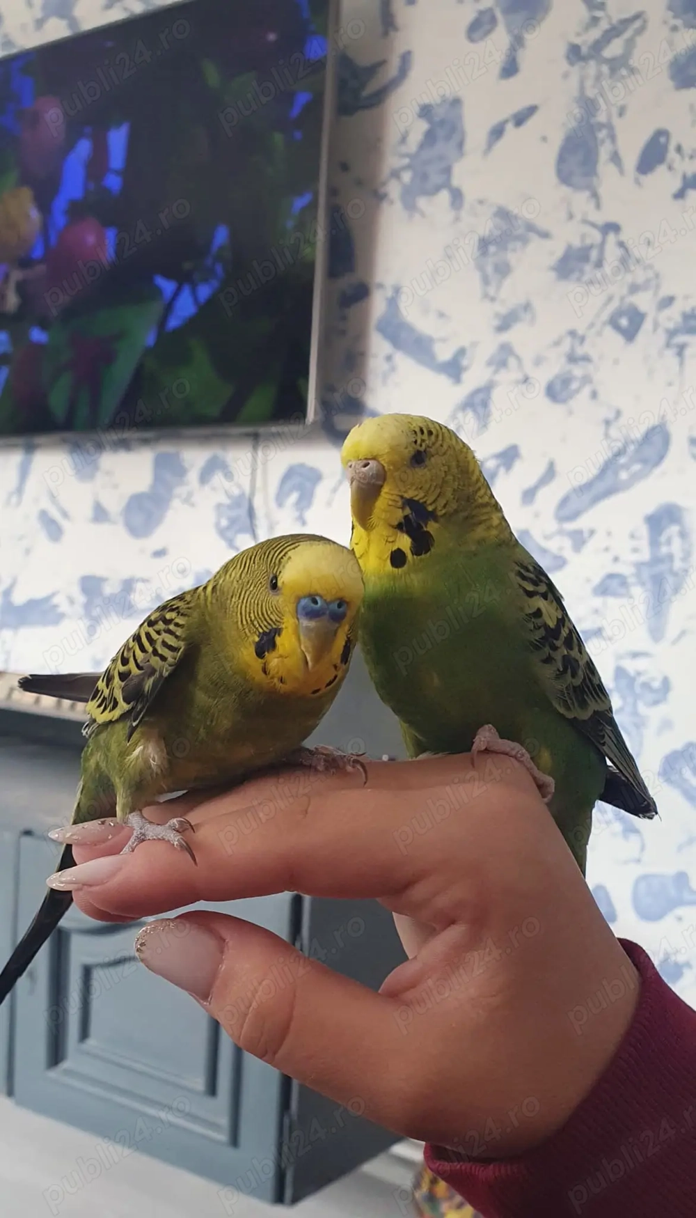 Vând Pereche de peruși Vând Pereche de peruși