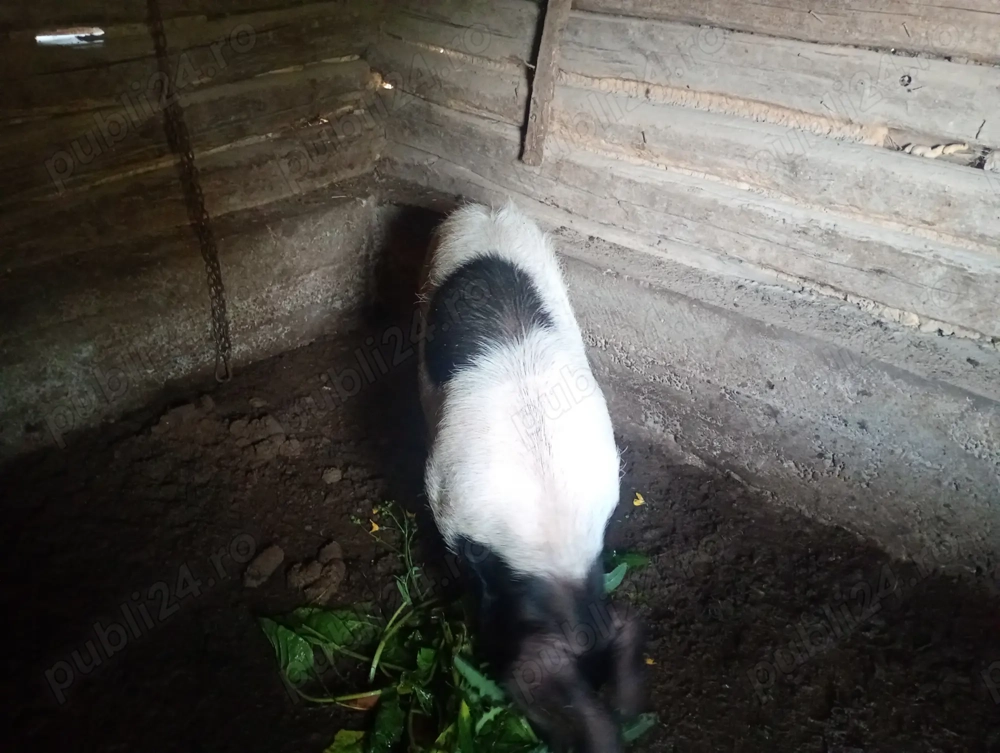 Vând urgent porc la 90+