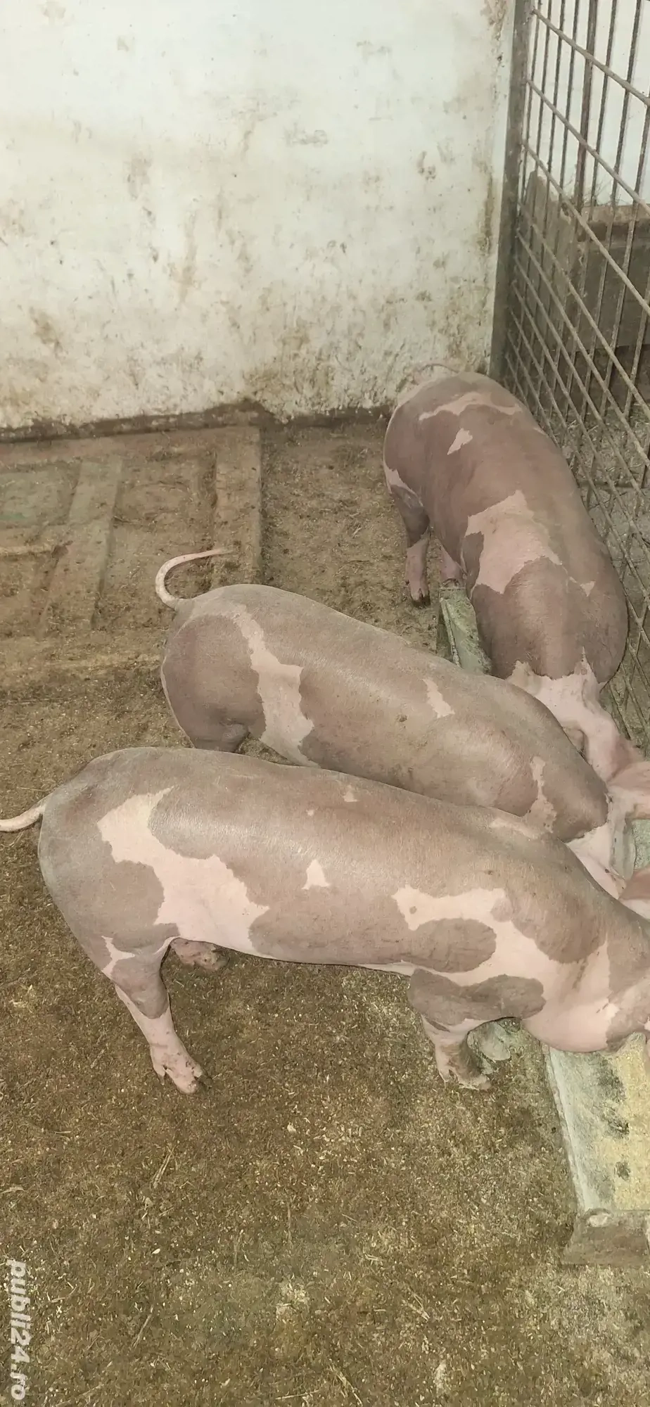 Pietrean belgian pentru reproducere 